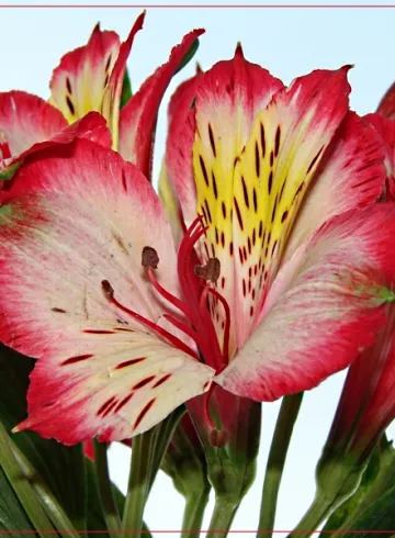 Альстромерия Кардинал от интернет-магазина цветов в 