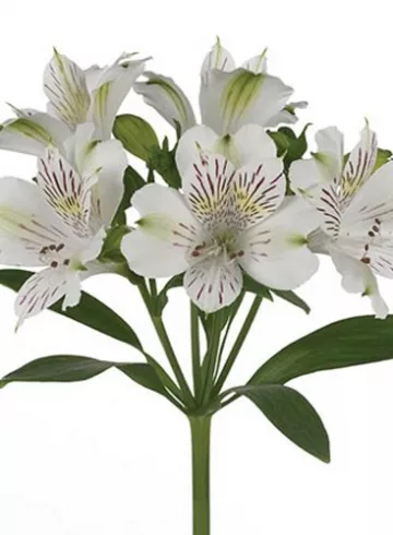 Альстромерия Вирджиния от интернет-магазина цветов в 