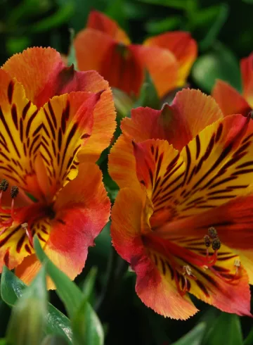 Альстромерия Элла от интернет-магазина цветов в 