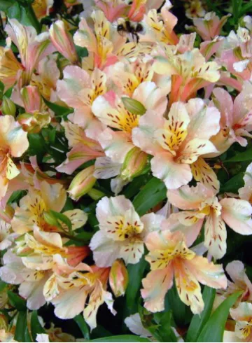 Альстромерия Инка Айс от интернет-магазина цветов в 