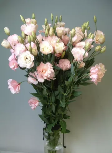 Эустома Свит пинк от интернет-магазина цветов в 