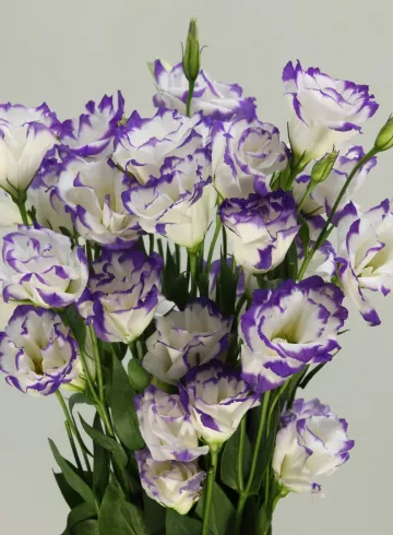 Эустома Лилак Вайт от интернет-магазина цветов в 