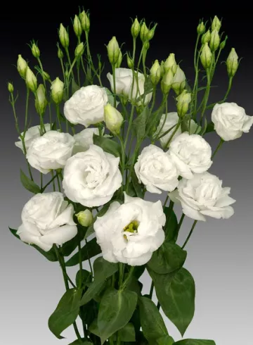 Эустома Вайт от интернет-магазина цветов в 