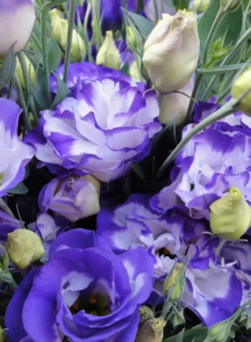 Эустома Вайт Блю от интернет-магазина цветов в 