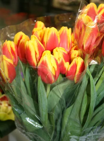 Тюльпан Карлайл оранж от интернет-магазина цветов в 