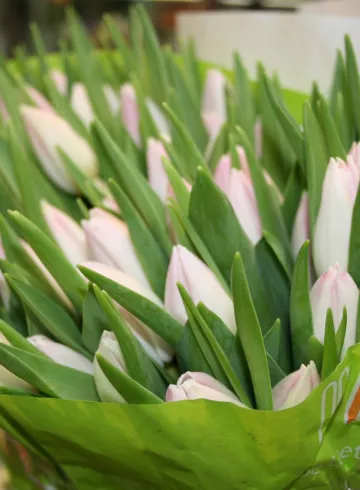 Тюльпан Вайт Спэшл от интернет-магазина цветов в 