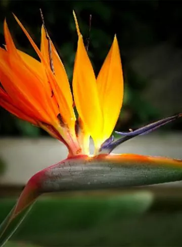 Стрелиция от интернет-магазина цветов в 